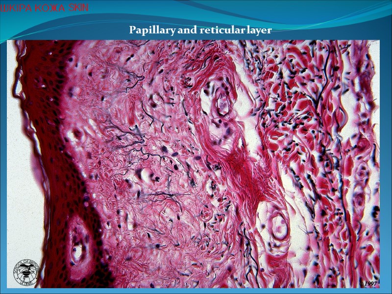 Papillary and reticular layer  ШКІРА КОЖА SKIN